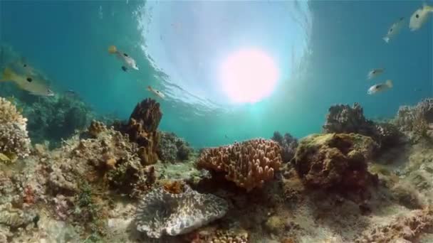 El mundo submarino de un arrecife de coral. Filipinas. — Vídeos de Stock