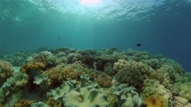Suyun altında balıklı mercan kayalıkları. Filipinler.