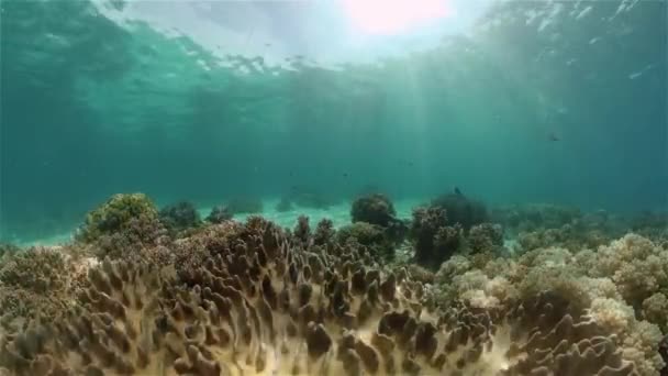 Egy korallzátony víz alatti világa. Fülöp-szigetek.