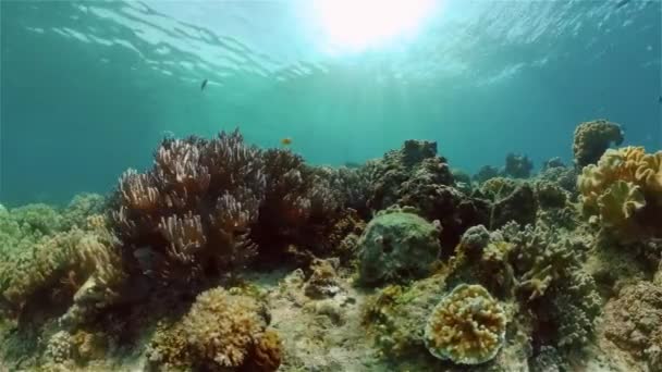 Recifes de coral e peixes tropicais. Filipinas. — Vídeo de Stock