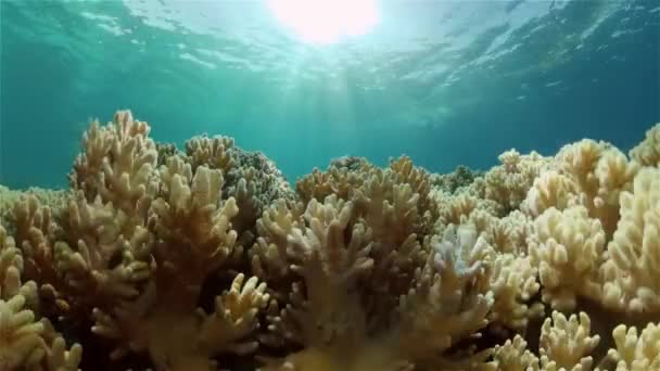 แนวปะการังและปลาเขตร้อน ฟิลิปปินส์ . — วีดีโอสต็อก