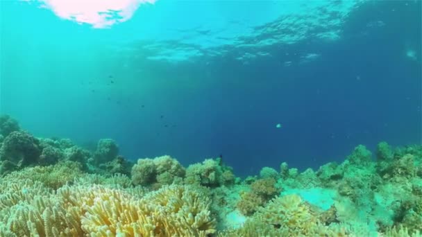 Récif corallien et poissons tropicaux. Philippines. — Video