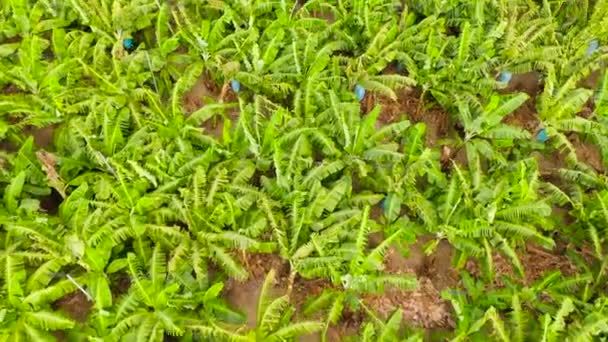 Bananenplantagen auf der Insel Mindanao, Philippinen. — Stockvideo