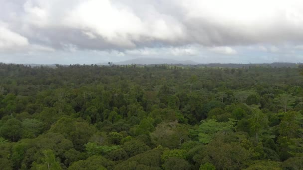 La forêt tropicale aux Philippines. — Video