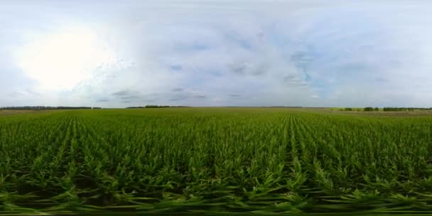 Cornfield un jour d'été. Paysage agricole. Vue à 360 degrés. — Video