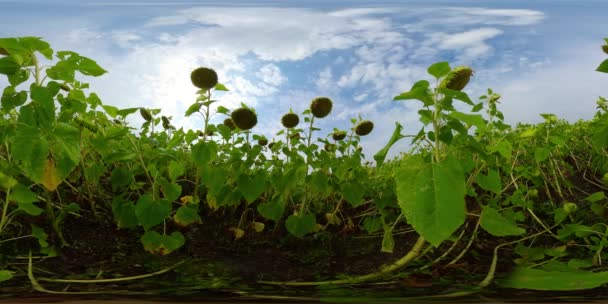 Paisagem de verão com girassóis. Vista de 360 graus. — Vídeo de Stock