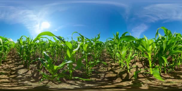 Cornfield on a summer day. Agricultural landscape. 360-Degree view. — Stock Video