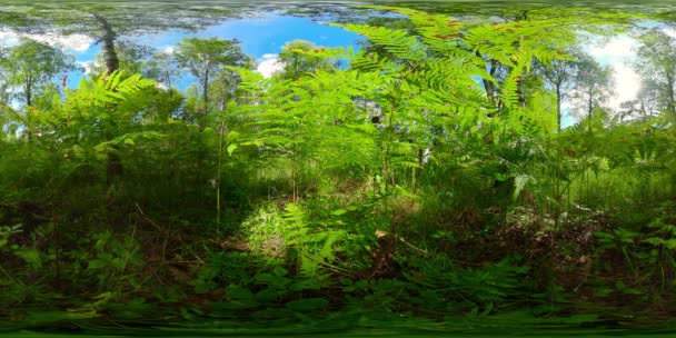 Forêt par une journée ensoleillée d'été. Vue à 360 degrés. — Video