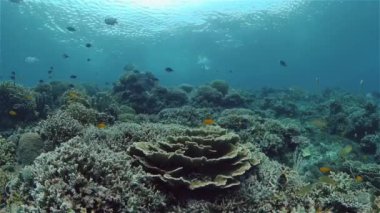 Mercan kayalıkları ve tropikal balıklar. Filipinler.