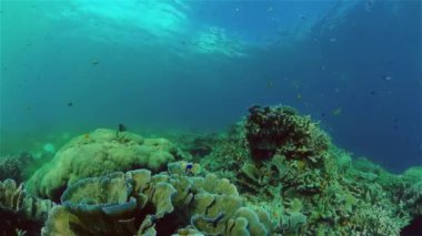 Mercan kayalıkları ve tropikal balıklar. Filipinler.