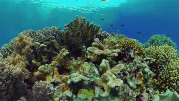 Il mondo sottomarino di una barriera corallina. Filippine. — Video Stock