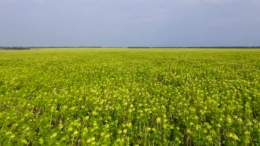 Ayçiçekli yaz manzarası.