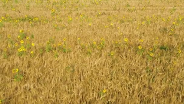 Поле з ячменем, пшеницею та соняшниками. Сільський пейзаж . — стокове відео