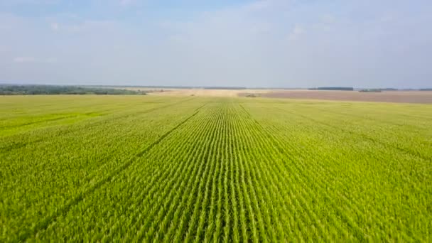 Pole kukurydzy w letni dzień. Krajobraz rolny. — Wideo stockowe