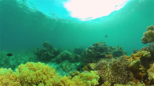 Korálové útesy a tropické ryby pod vodou. Filipíny. — Stock video
