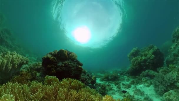 Koraalrif en tropische vissen onder water. Filippijnen. — Stockvideo