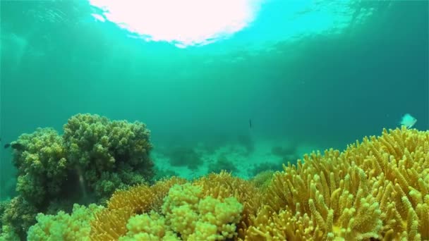 Arrecife de coral y peces tropicales. Filipinas. — Vídeos de Stock