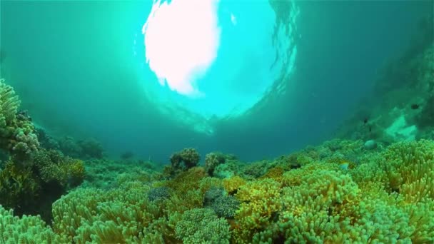 El mundo submarino de un arrecife de coral. Filipinas. — Vídeos de Stock