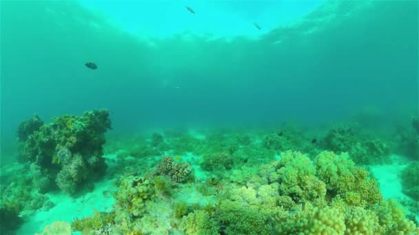 Recifes de coral e peixes tropicais. Filipinas. — Vídeo de Stock