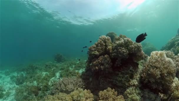 珊瑚礁的水下世界。菲律宾. — 图库视频影像