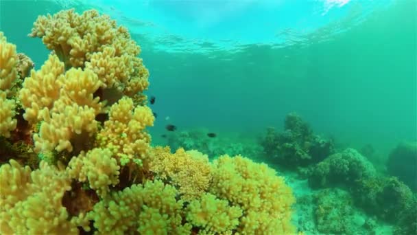Korallrev och tropisk fisk. Filippinerna. — Stockvideo