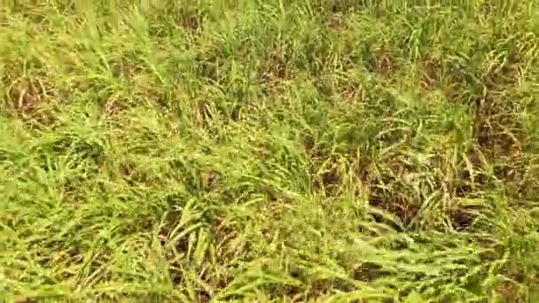 甘蔗种植园。菲律宾棉兰老岛 — 图库视频影像