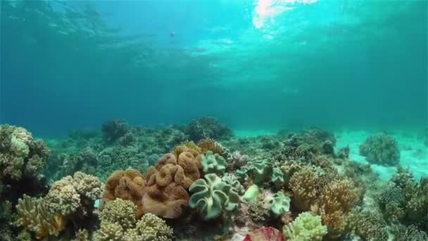 Korálové útesy a tropické ryby. Filipíny. — Stock video