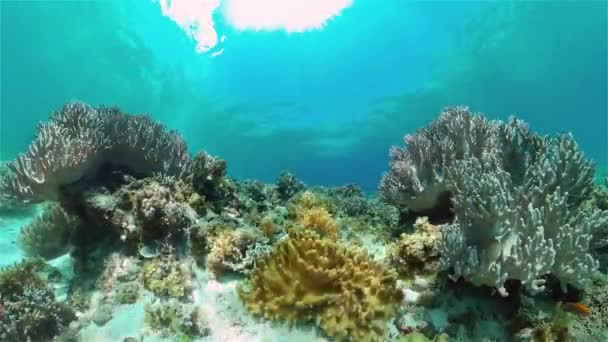 Korallrev och tropisk fisk. Filippinerna. — Stockvideo