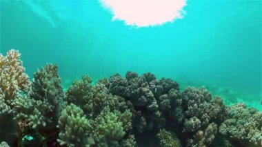 Mercan resifi ve tropikal balıklar su altında. Filipinler.
