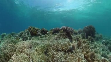 Mercan resifi ve tropikal balıklar su altında. Filipinler.