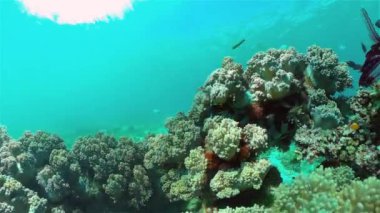 Mercan resifi ve tropikal balıklar su altında. Filipinler.