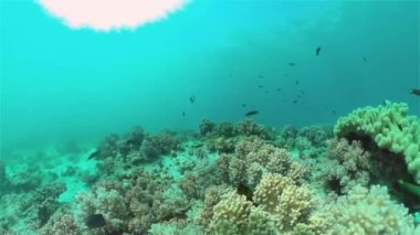 Mercan kayalıkları ve tropikal balıklar. Filipinler.