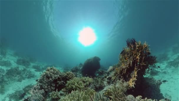 珊瑚礁的水下世界。菲律宾. — 图库视频影像