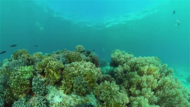 Кораловий риф і тропічна риба під водою. Філіппіни. — стокове відео
