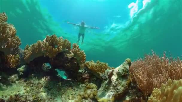 Коралловый риф и тропическая рыба. Филиппины. — стоковое видео