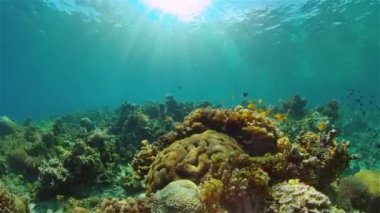 Mercan resifi ve tropikal balıklar su altında. Filipinler.