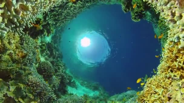 El mundo submarino de un arrecife de coral. Filipinas. — Vídeos de Stock