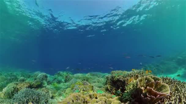 Récif corallien et poissons tropicaux sous-marins. Philippines. — Video