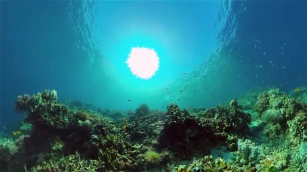 Arrecife de coral y peces tropicales bajo el agua. Filipinas. — Vídeo de stock