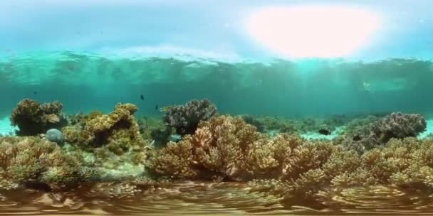 Recifes de coral e peixes tropicais. Filipinas. Vista de 360 graus. — Vídeo de Stock