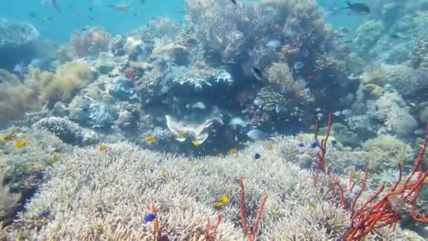 Barriera corallina e pesci tropicali sott'acqua. Leyte, Filippine. — Video Stock