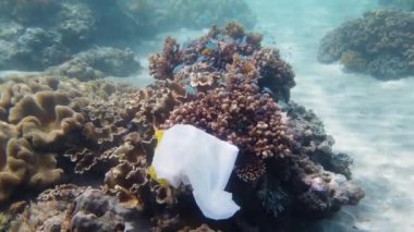 Güzel mercan resifi plastik torbayla kirlenmiş..
