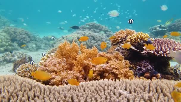 Arrecife de coral y peces tropicales bajo el agua. Leyte, Filipinas. — Vídeo de stock