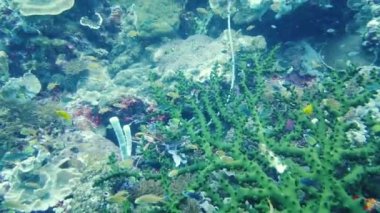 Mercan kayalıkları ve tropikal balıklar. Leyte, Filipinler.