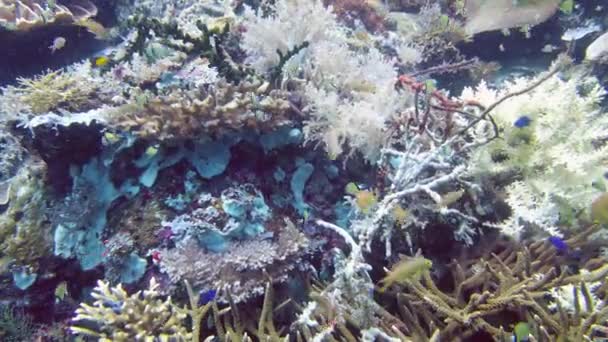 Arrecife de coral y peces tropicales bajo el agua. Leyte, Filipinas. — Vídeos de Stock