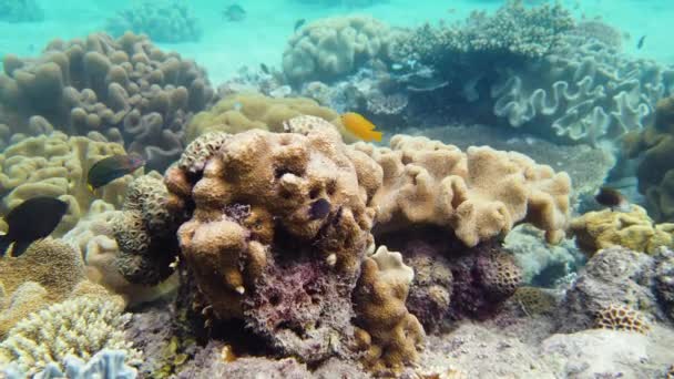 Récif corallien et poissons tropicaux. Leyte, Philippines. — Video