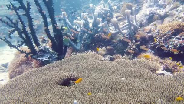 El mundo submarino de un arrecife de coral. Leyte, Filipinas. — Vídeos de Stock