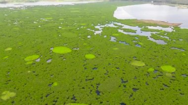 Filipinler, Mindanao adasında mangrovlu bir göl..