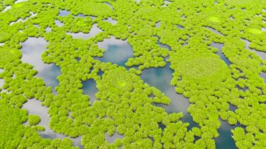 Filipinler, Mindanao adasında mangrovlu bir göl..