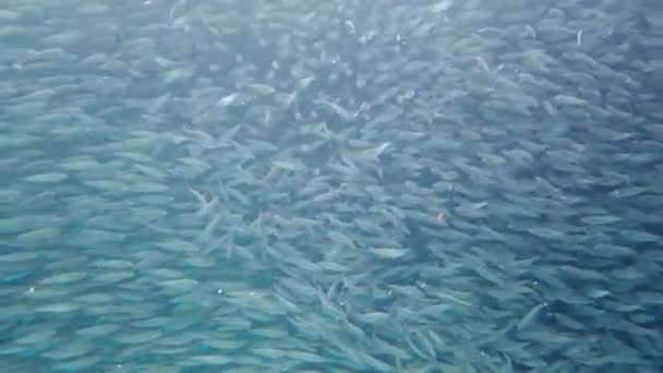 Een school sardines in zee. Bohol, Filipijnen. — Stockvideo